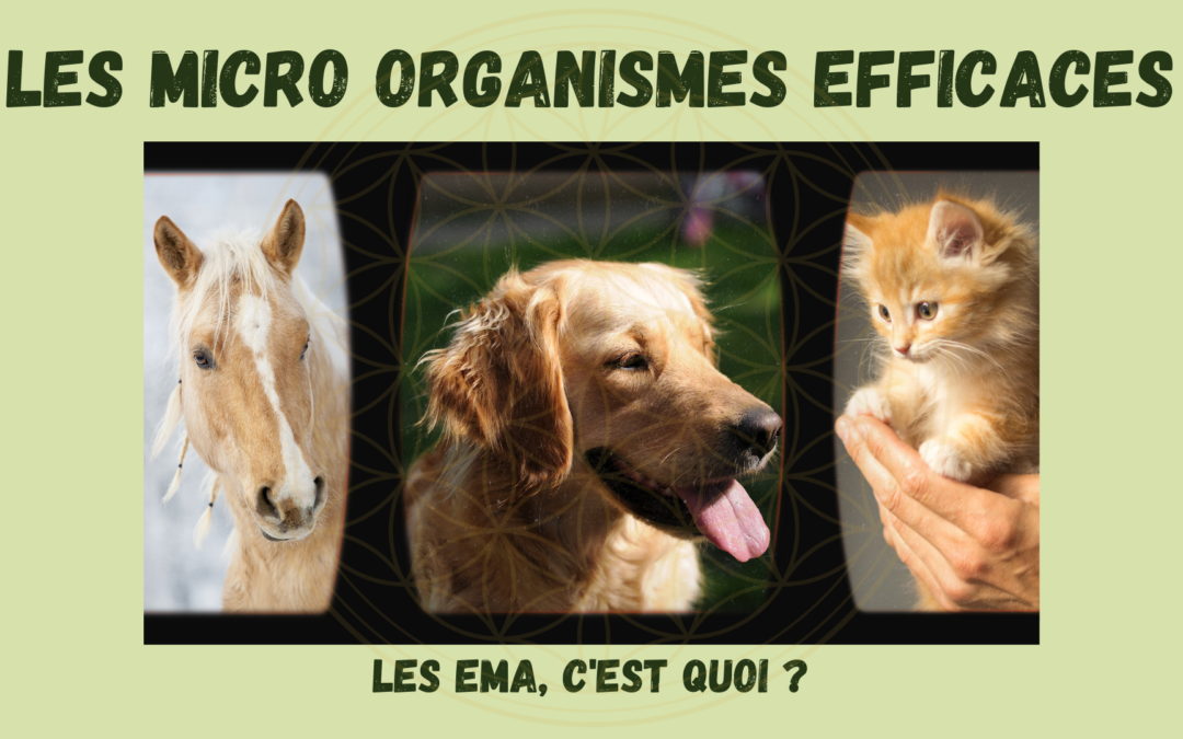 Les micro-organismes efficaces ou EMA