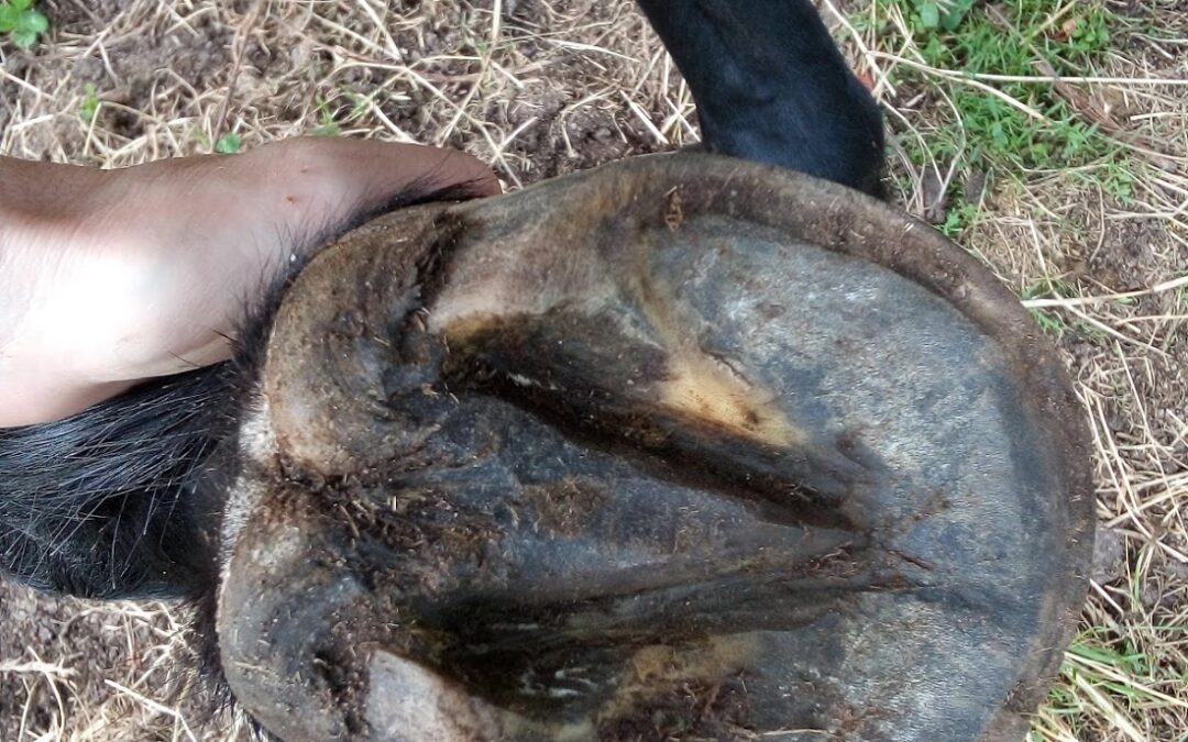 Traiter naturellement les abcès chez le cheval