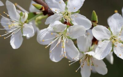 Les fleurs de Bach