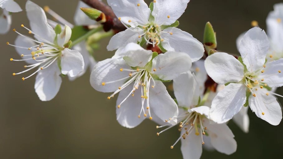 Les fleurs de Bach