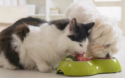 Nutrition : respecter la nature profonde de son chien et de son chat