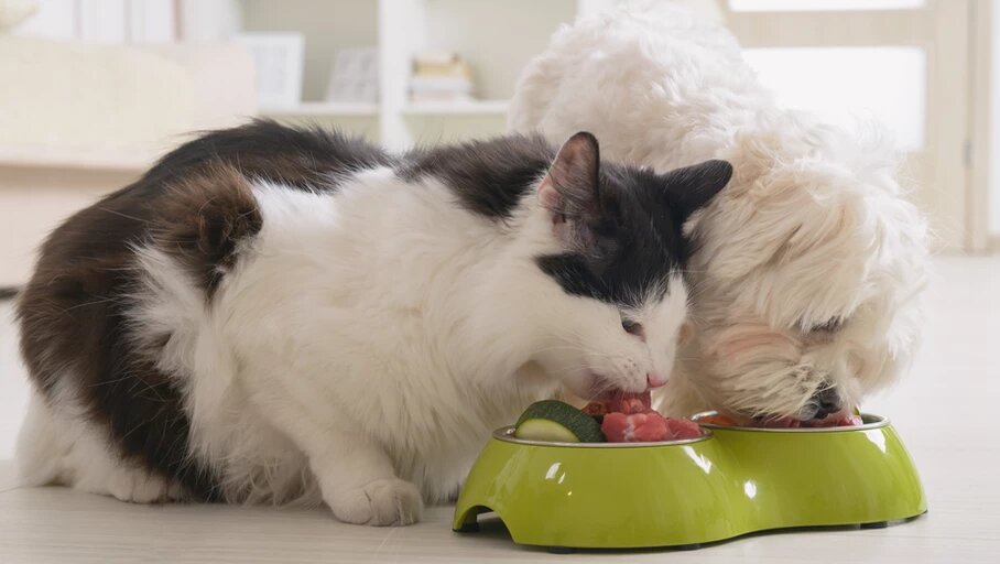Respecter la nutrition du chien et du chat