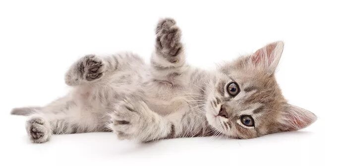 chat-mignon