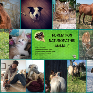 formation-naturopathie-animale