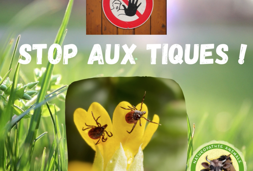 Anti-puces et anti-tiques naturel