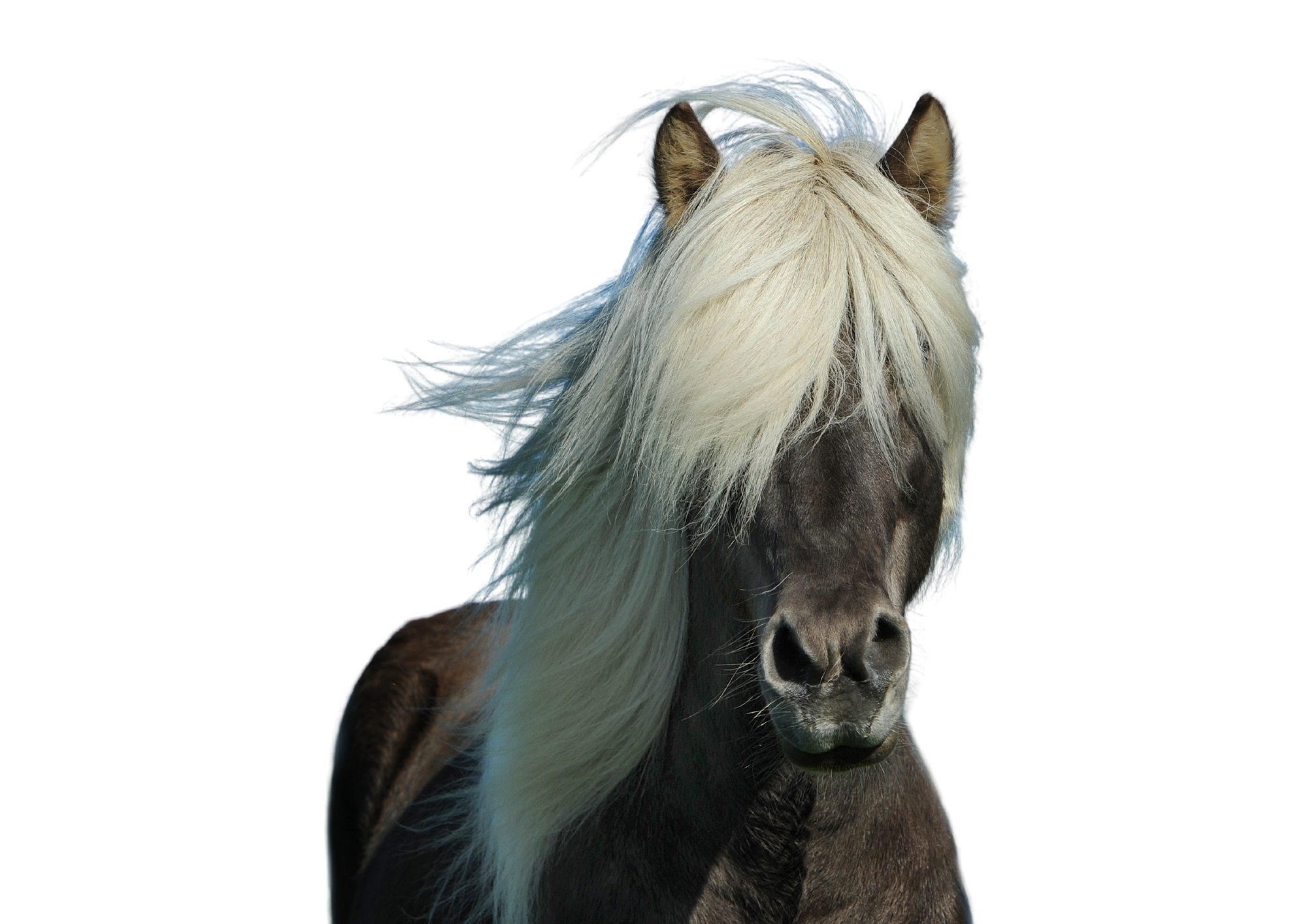 Poney