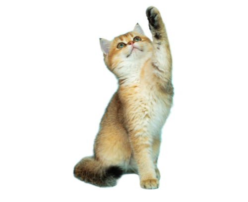 chat-site