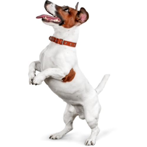 chien-site