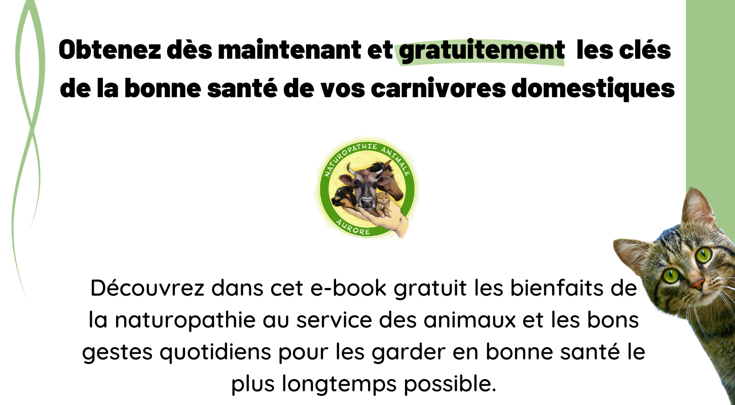 titre-page-capture (1350 × 800 px) (1400 × 800 px) (1450 × 800 px) (4)