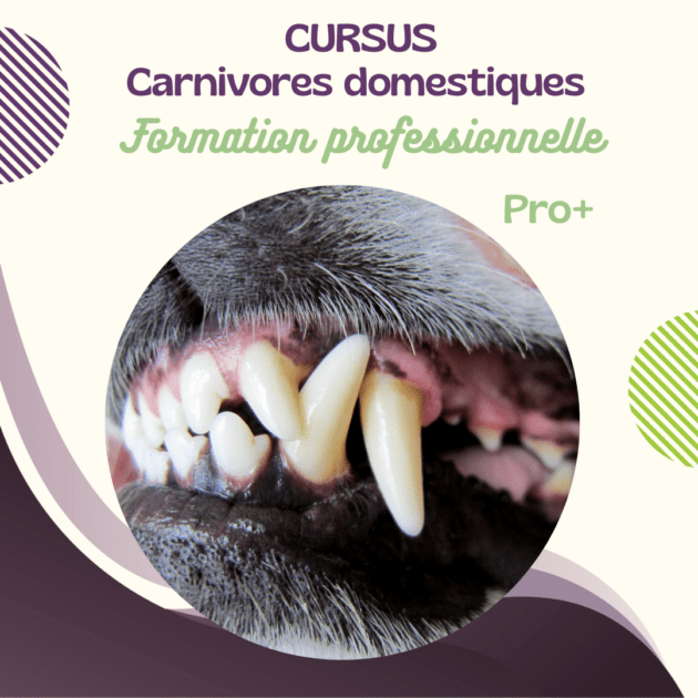 FORMATION PRO CARNIVORES DOM...