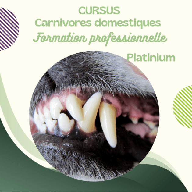 FORMATION PLATINIUM CD