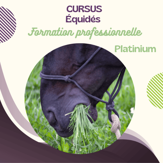 FORMATION PLATINIUM EQUIN