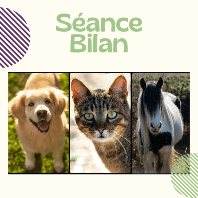 SÉANCE BILAN