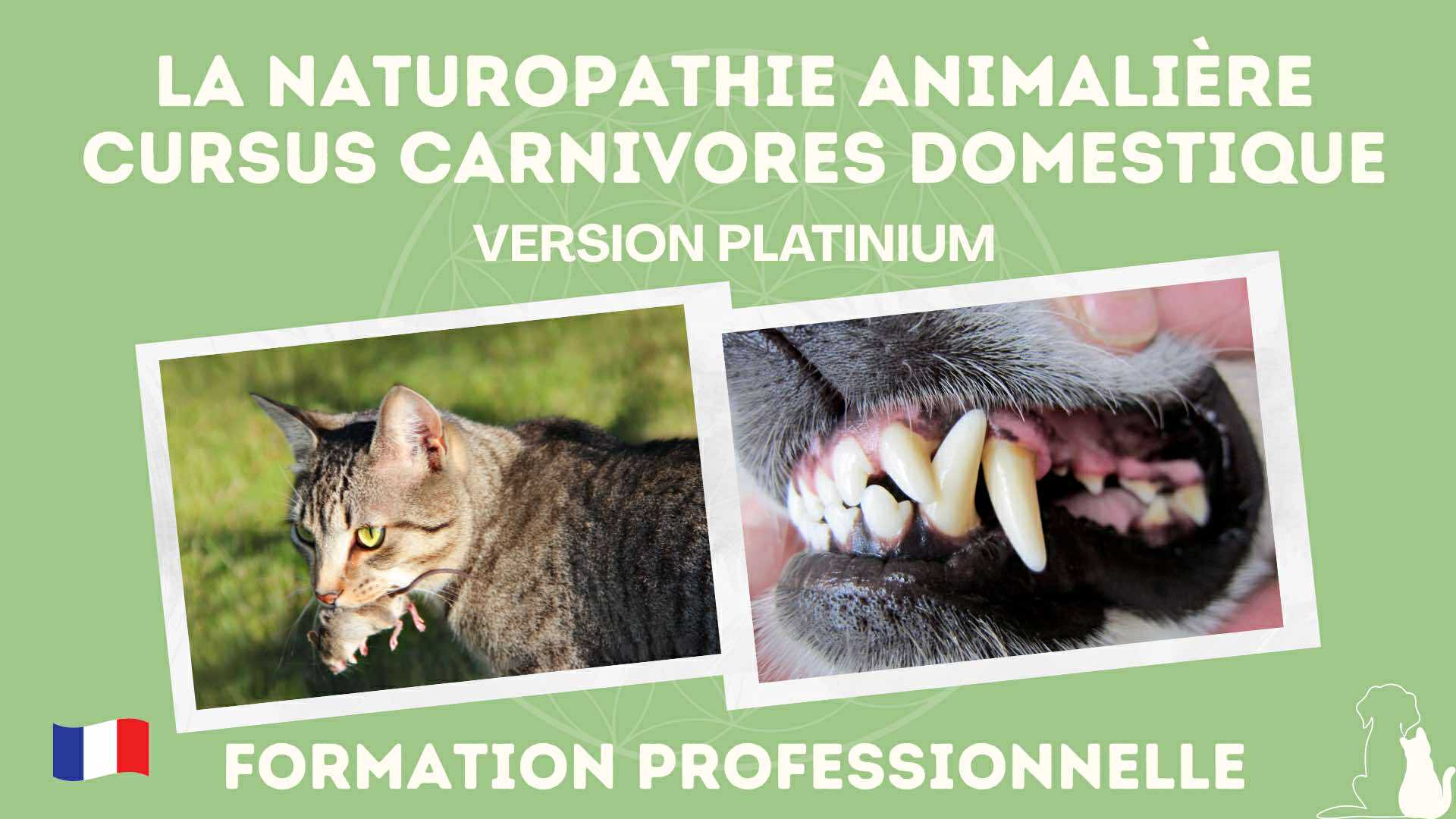 platinium-carnivores