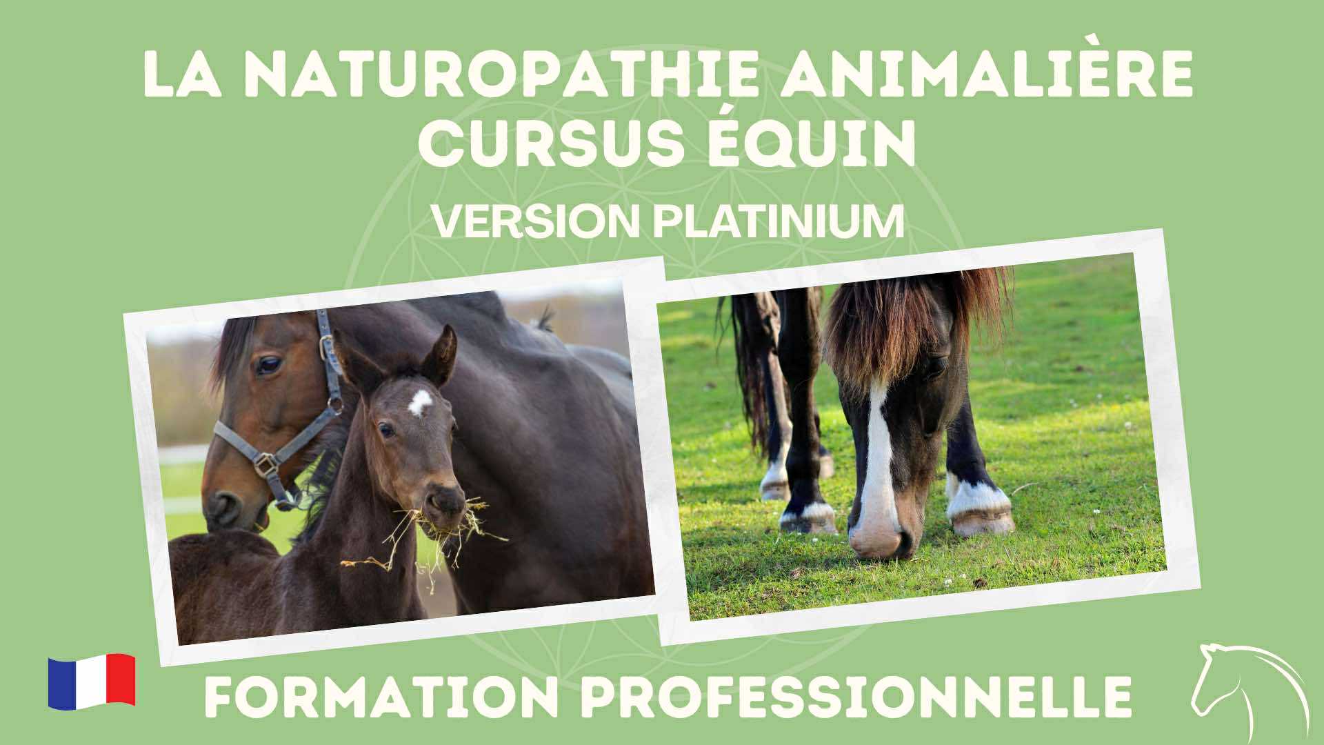 platinium-equin