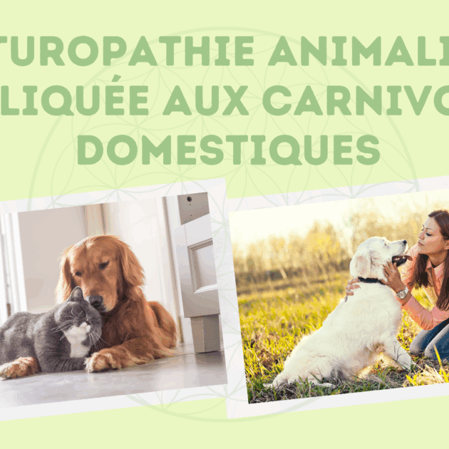 OFFRE SILVER : OBJECTIF VITALITÉ ET LONGÉVITÉ