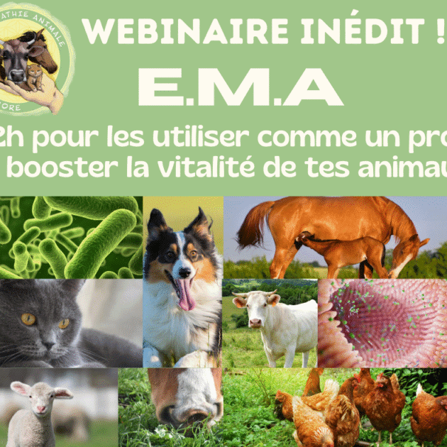WEBINAIRE E.M.A