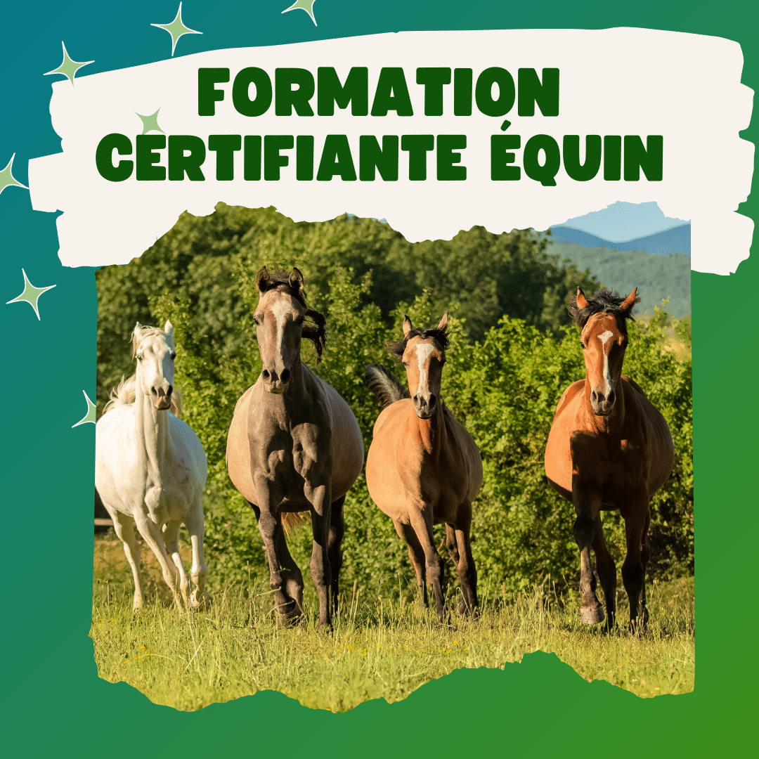 FORMATION CURSUS ÉQUIN PRO