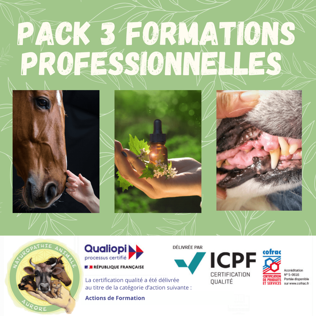 PACK 3 FORMATIONS OPTION ÉQUIN