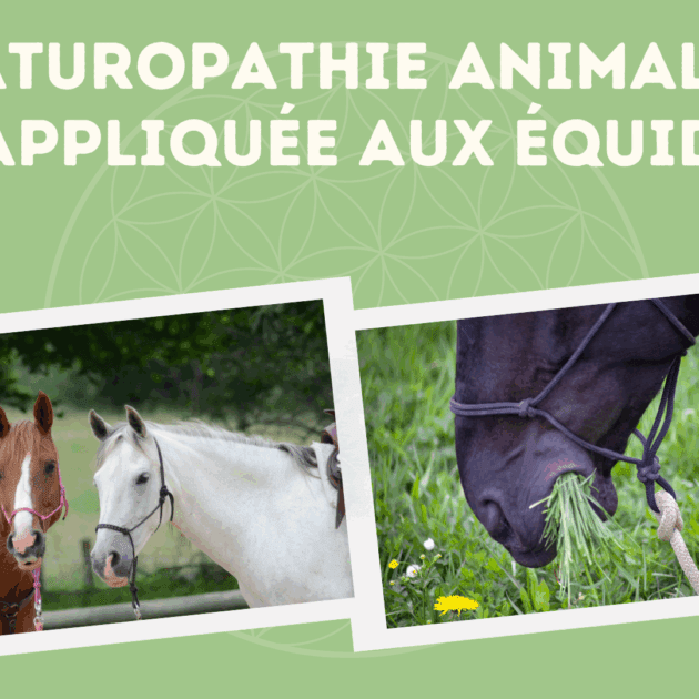 FORMATION PLATINIUM EQUIN