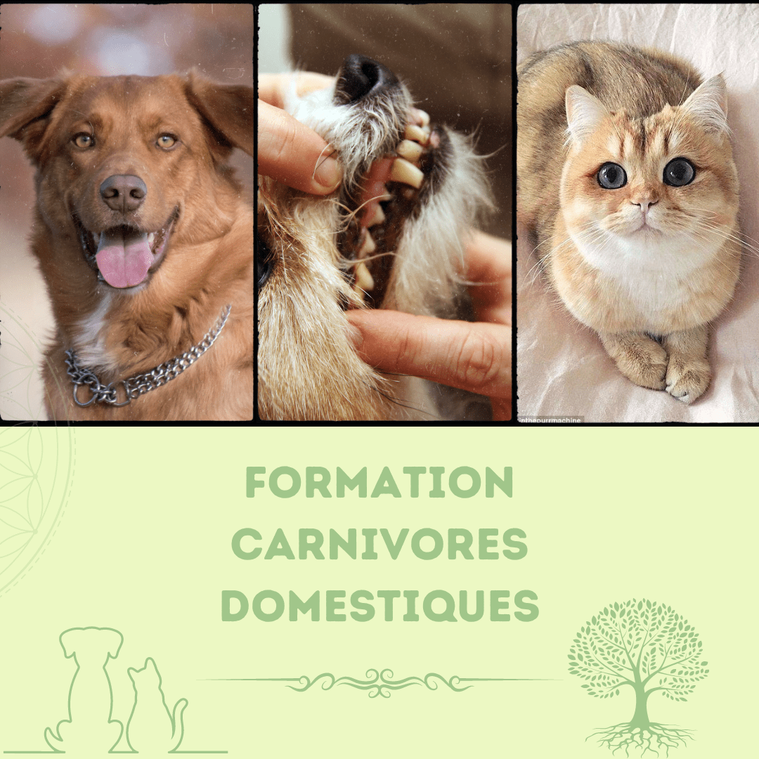 FORMATION PLATINIUM CD