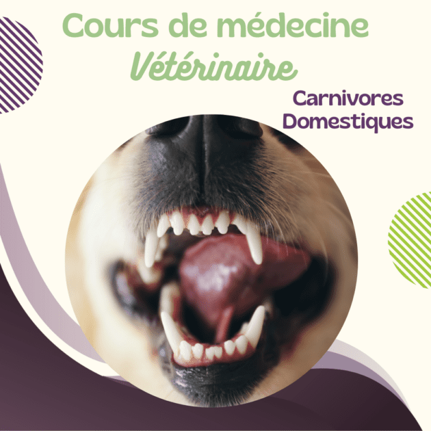 Cours vétérinaire CD